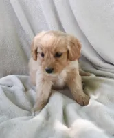 Miss Jackie , a female Pomapoo for sale in Wolcott, NY – 2 of 2