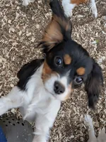 Seneca, a female Cavalier King Charles Spaniel for sale in Arroyo Grande, CA – 1 of 1