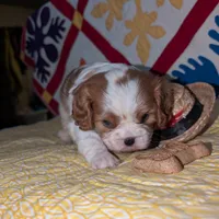 Slipper, a female Cavalier King Charles Spaniel for sale in Arroyo Grande, CA – Photo 4 of 6