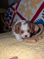 processed/d70133c6-d8c4-4d6e-8bd3-6d85e4a09028/listing/0daffb42-8d8b-41c8-afc8-e304b18f4db2/157553b4-4674-4a3c-a68e-f6f1376722d1