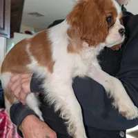 Slipper, a female Cavalier King Charles Spaniel for sale in Arroyo Grande, CA – Photo 6 of 6
