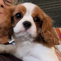 Slipper, a female Cavalier King Charles Spaniel for sale in Arroyo Grande, CA – Photo 1 of 6
