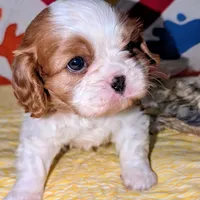 Slipper, a female Cavalier King Charles Spaniel for sale in Arroyo Grande, CA – Photo 2 of 6