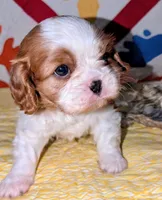 processed/d70133c6-d8c4-4d6e-8bd3-6d85e4a09028/listing/0daffb42-8d8b-41c8-afc8-e304b18f4db2/76c188d6-c41f-4fcb-ad15-7c99a9c9ef28