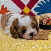 Slipper, a female Cavalier King Charles Spaniel for sale in Arroyo Grande, CA – Photo 5 of 6
