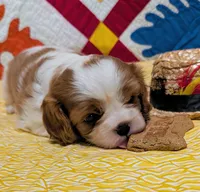 processed/d70133c6-d8c4-4d6e-8bd3-6d85e4a09028/listing/0daffb42-8d8b-41c8-afc8-e304b18f4db2/bd68cf8e-11b2-42ea-b7fc-2617cb2cbff5