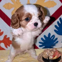 Slipper, a female Cavalier King Charles Spaniel for sale in Arroyo Grande, CA – Photo 3 of 6