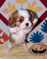 processed/d70133c6-d8c4-4d6e-8bd3-6d85e4a09028/listing/0daffb42-8d8b-41c8-afc8-e304b18f4db2/ee9a6835-c24f-492d-8c79-476413d1f2e7