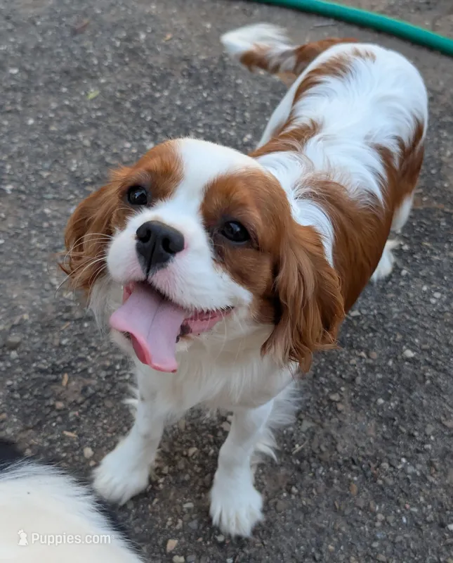 Bernie , a male Cavalier King Charles Spaniel for sale in Arroyo Grande, CA – Photo 1 of 1