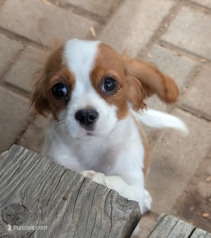Shelley  – Cavalier King Charles Spaniel puppy for sale in Arroyo Grande, CA