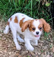 processed/d70133c6-d8c4-4d6e-8bd3-6d85e4a09028/listing/1f791972-8f37-4d50-a91a-eb15a20b767c/0e7540ab-4405-487e-92d4-89eece53219f