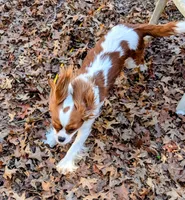 processed/d70133c6-d8c4-4d6e-8bd3-6d85e4a09028/listing/1f791972-8f37-4d50-a91a-eb15a20b767c/21a4ee31-1cfd-4791-a124-7791bc290391