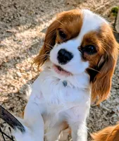 processed/d70133c6-d8c4-4d6e-8bd3-6d85e4a09028/listing/1f791972-8f37-4d50-a91a-eb15a20b767c/8e115890-bc94-4fcd-a2c9-5f8c5d928062