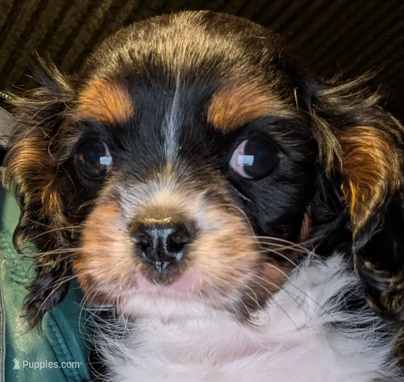 Ralphie – Cavalier King Charles Spaniel puppy for sale in Arroyo Grande, CA