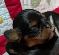Colleen , a female Cavalier King Charles Spaniel for sale in Arroyo Grande, CA – 3 of 5