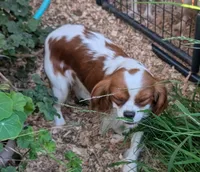 processed/d70133c6-d8c4-4d6e-8bd3-6d85e4a09028/listing/31644ef0-2c44-4e23-bfb0-0b16152c86f3/53231981-edc6-4aa7-920e-db2b9d8755ec