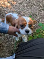 processed/d70133c6-d8c4-4d6e-8bd3-6d85e4a09028/listing/31644ef0-2c44-4e23-bfb0-0b16152c86f3/aa70b654-d09e-4d2a-99f0-49bfd53db722