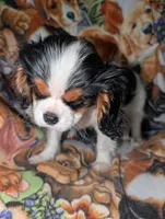 Will , a male Cavalier King Charles Spaniel for sale in Arroyo Grande, CA – 4 of 4