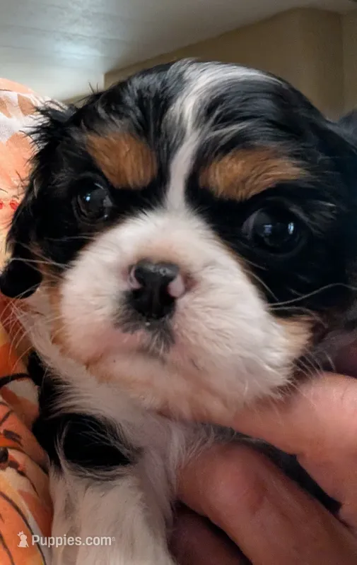 Ruthie  – Cavalier King Charles Spaniel puppy for sale in Arroyo Grande, CA