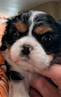 Ruthie , a female Cavalier King Charles Spaniel for sale in Arroyo Grande, CA – 1 of 4
