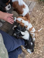 Shelley , a female Cavalier King Charles Spaniel for sale in Arroyo Grande, CA – 4 of 4