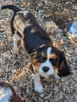 Sheila , a female Cavalier King Charles Spaniel for sale in Arroyo Grande, CA – Photo 2 of 2