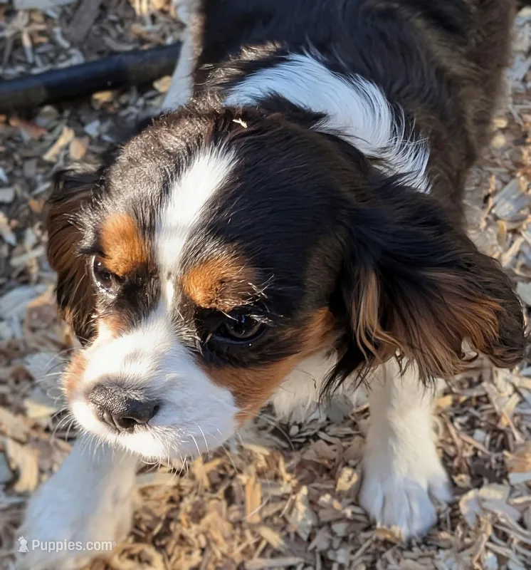 Sheila  – Cavalier King Charles Spaniel puppy for sale in Arroyo Grande, CA