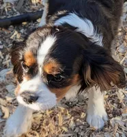 Sheila , a female Cavalier King Charles Spaniel for sale in Arroyo Grande, CA – Photo 1 of 2