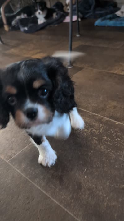 Ralphie, a male Cavalier King Charles Spaniel for sale in Arroyo Grande, CA – 4 of 4