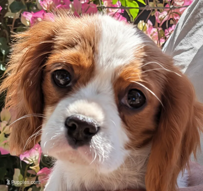 Shasta  – Cavalier King Charles Spaniel puppy for sale in Arroyo Grande, CA