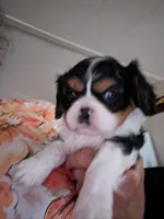 Ruthie , a female Cavalier King Charles Spaniel for sale in Arroyo Grande, CA – 3 of 4
