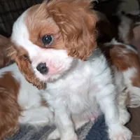 Bro Slipper, a male Cavalier King Charles Spaniel for sale in Arroyo Grande, CA – Photo 2 of 3