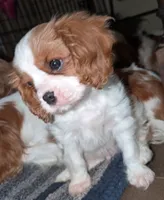 processed/d70133c6-d8c4-4d6e-8bd3-6d85e4a09028/listing/55cbbc87-6ae3-4dd9-969c-297ef2c13015/2f28c9a9-5bb0-4407-9472-e53bd1d240b0