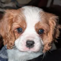Bro Slipper, a male Cavalier King Charles Spaniel for sale in Arroyo Grande, CA – Photo 1 of 3