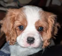 processed/d70133c6-d8c4-4d6e-8bd3-6d85e4a09028/listing/55cbbc87-6ae3-4dd9-969c-297ef2c13015/338747f1-dff7-460d-ad68-f53b731402ef