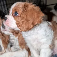 Bro Slipper, a male Cavalier King Charles Spaniel for sale in Arroyo Grande, CA – Photo 3 of 3