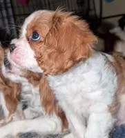 processed/d70133c6-d8c4-4d6e-8bd3-6d85e4a09028/listing/55cbbc87-6ae3-4dd9-969c-297ef2c13015/be09b9b3-fc13-4ae1-9213-89258be89870