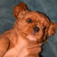 Ginger, a female Cavalier King Charles Spaniel for sale in Arroyo Grande, CA – Photo 2 of 3