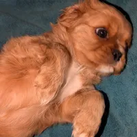 Ginger, a female Cavalier King Charles Spaniel for sale in Arroyo Grande, CA – Photo 3 of 3