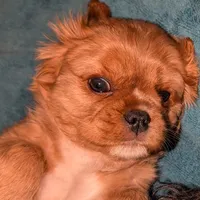 Ginger, a female Cavalier King Charles Spaniel for sale in Arroyo Grande, CA – Photo 1 of 3