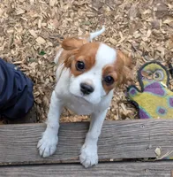 Shelley , a female Cavalier King Charles Spaniel for sale in Arroyo Grande, CA – 3 of 4