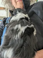 Chantelle , a female Cavalier King Charles Spaniel for sale in Arroyo Grande, CA – Photo 6 of 6