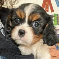 Chantelle , a female Cavalier King Charles Spaniel for sale in Arroyo Grande, CA – Photo 4 of 6
