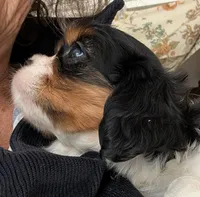 Chantelle , a female Cavalier King Charles Spaniel for sale in Arroyo Grande, CA – Photo 3 of 6