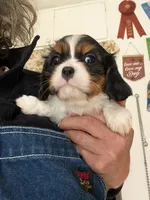 Chantelle , a female Cavalier King Charles Spaniel for sale in Arroyo Grande, CA – Photo 5 of 6