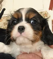 Chantelle , a female Cavalier King Charles Spaniel for sale in Arroyo Grande, CA – Photo 1 of 6