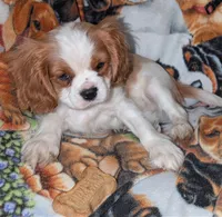 Sammie , a male Cavalier King Charles Spaniel for sale in Arroyo Grande, CA – 1 of 4