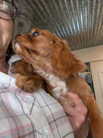 Ginger, a female Cavalier King Charles Spaniel for sale in Arroyo Grande, CA – 2 of 4