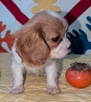Gayle, a female Cavalier King Charles Spaniel for sale in Arroyo Grande, CA – Photo 1 of 4