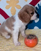 Gayle, a female Cavalier King Charles Spaniel for sale in Arroyo Grande, CA – Photo 2 of 4
